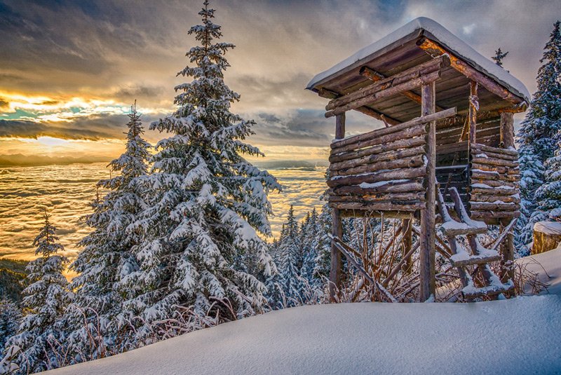 Der Foerster und die Softwarearchitektur