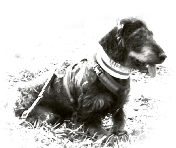 Auf der Jagd mit Herrn Wuttlinger Teil 6