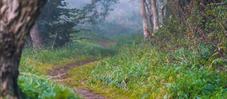 Wege durch den REST-API-Dschungel mit GraphQL