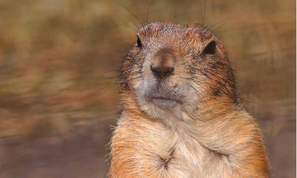 Warum Go? – Teil 1: Tour de Force