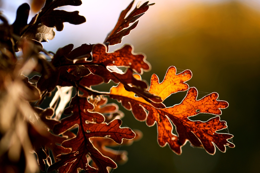 Java wird 30 – eine Sprache zwischen Legende und Wirklichkeit