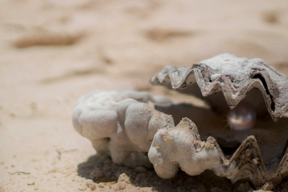 Pearl in a shell [1] – oder eher die JShell als Perle des JDK